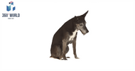6932 - Hundi