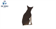 6943 - Hundi