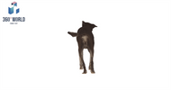 6944 - Hundi