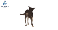 6945 - Hundi